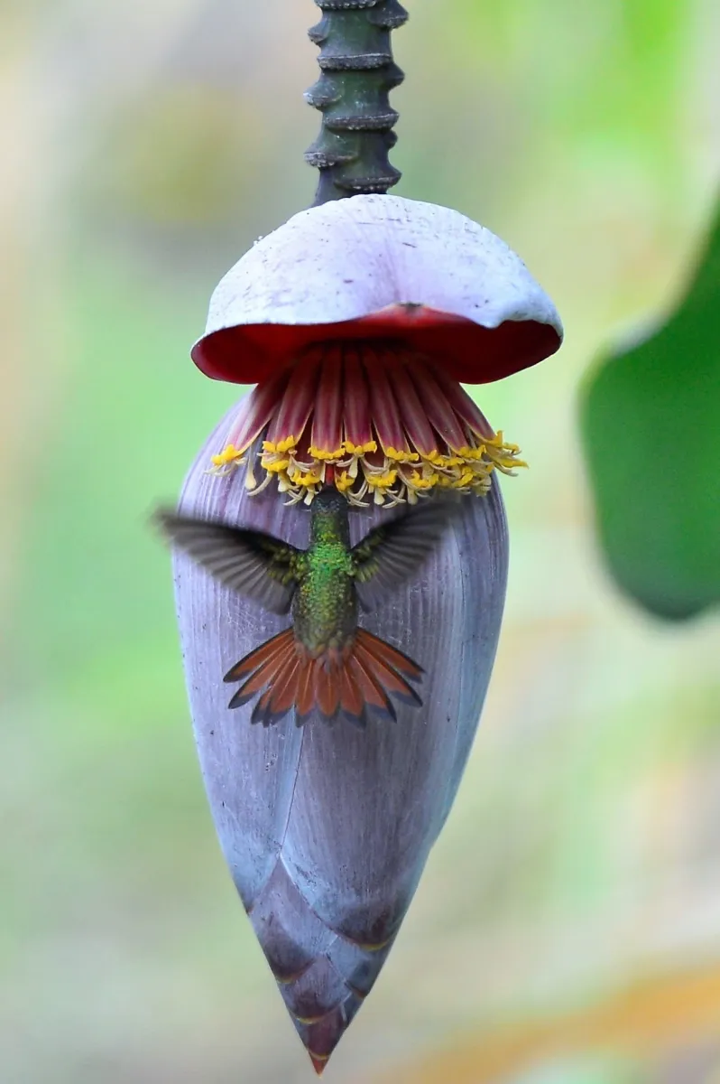Oiseau sauvage dans son milieu naturel — photographie d’Yvon JACQUES
