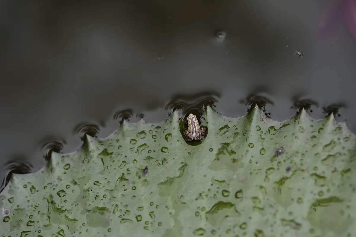 Grenouille, crapaud ou batracien à fleur d’eau — photographie d’Yvon JACQUES