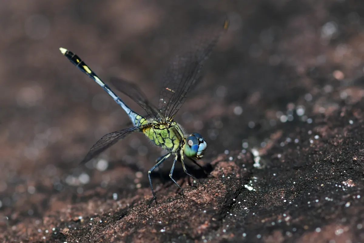 Libellule du Vietnam dans un milieu tropical — photographie d’Yvon JACQUES
