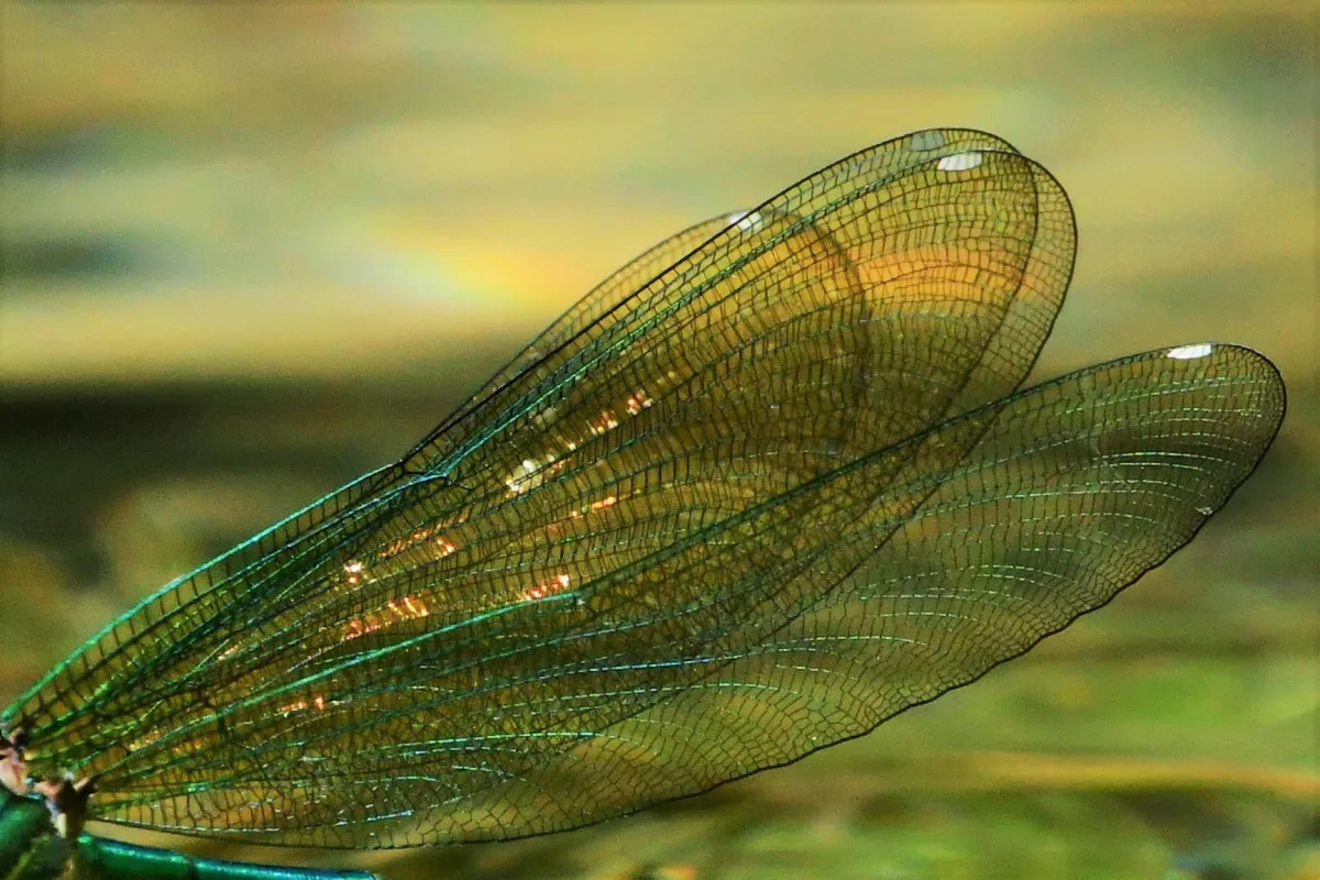 Photographie animalière artistique en high-key — photographie d’Yvon JACQUES