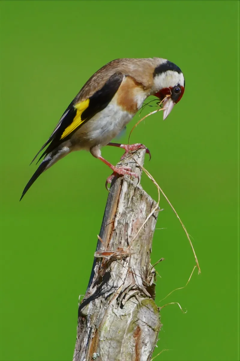Oiseau sauvage dans son milieu naturel — photographie d’Yvon JACQUES