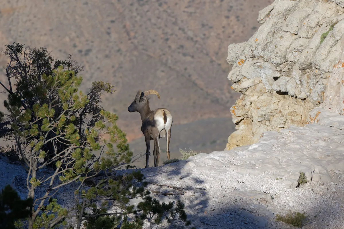 Faune ou paysage des grands espaces américains — photographie d’Yvon JACQUES