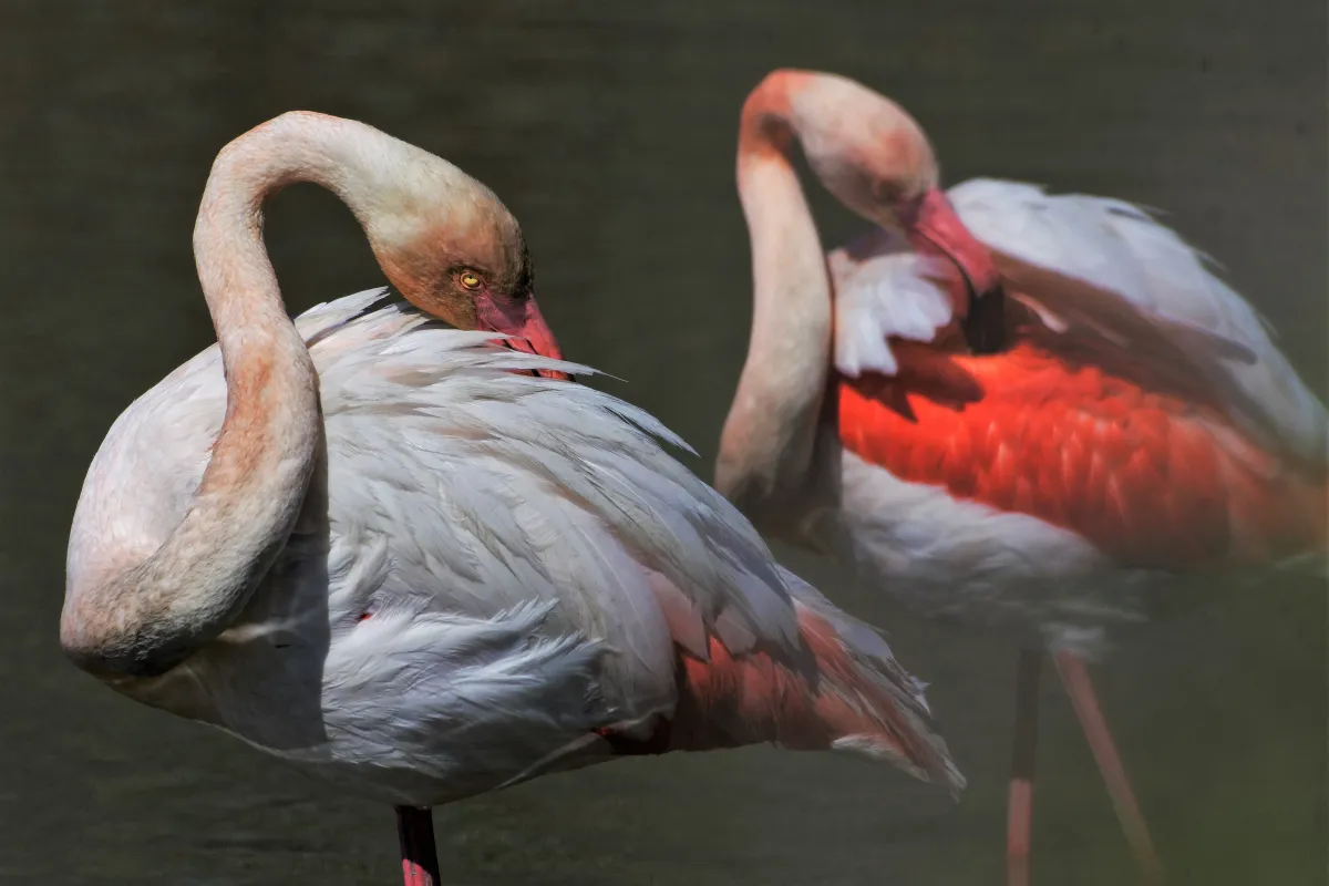 Flamant rose dans la lumière de Camargue — photographie d’Yvon JACQUES