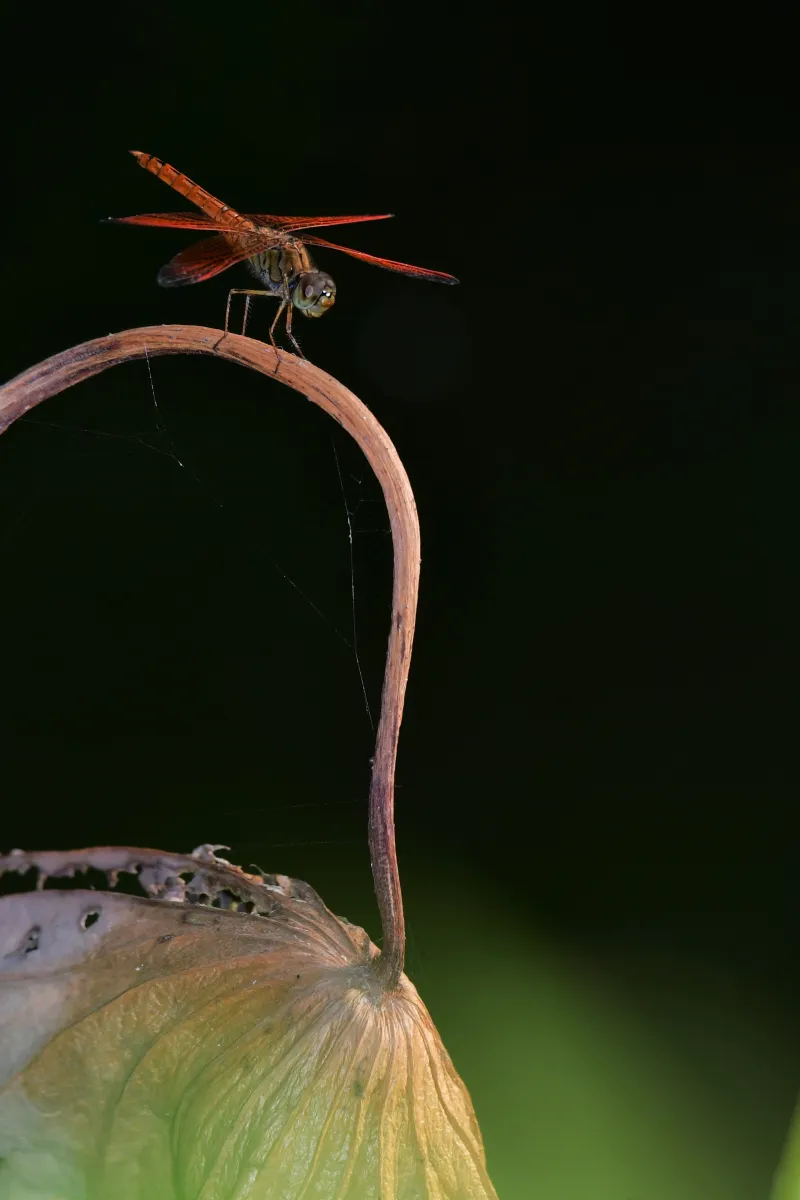 Libellule du Vietnam dans un milieu tropical — photographie d’Yvon JACQUES