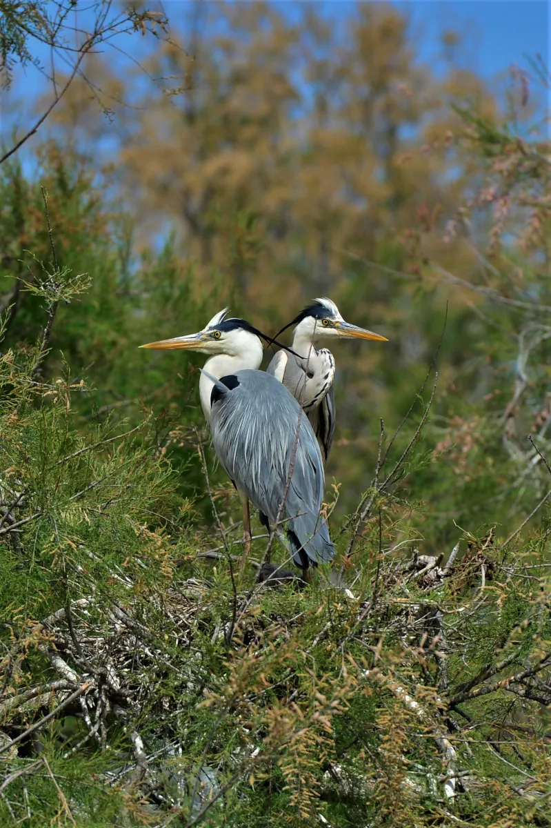 Oiseau sauvage au bec remarquable — photographie d’Yvon JACQUES
