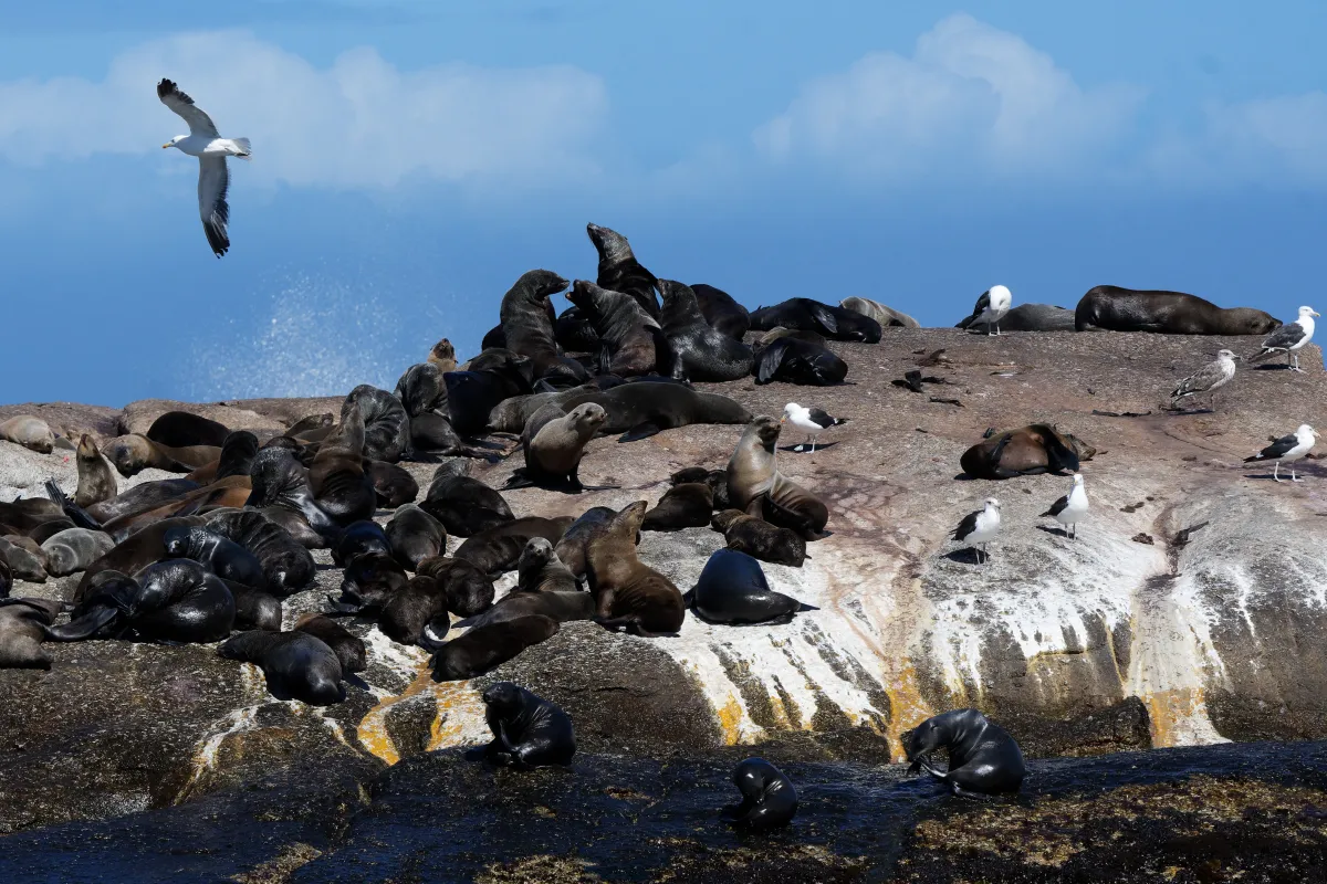 Faune, paysage ou rencontre en Afrique du Sud — photographie d’Yvon JACQUES