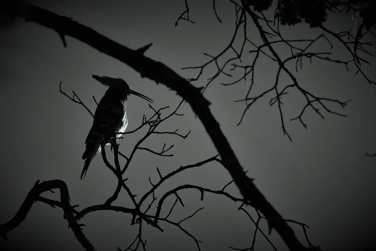 Photographie animalière artistique en high-key — photographie d’Yvon JACQUES