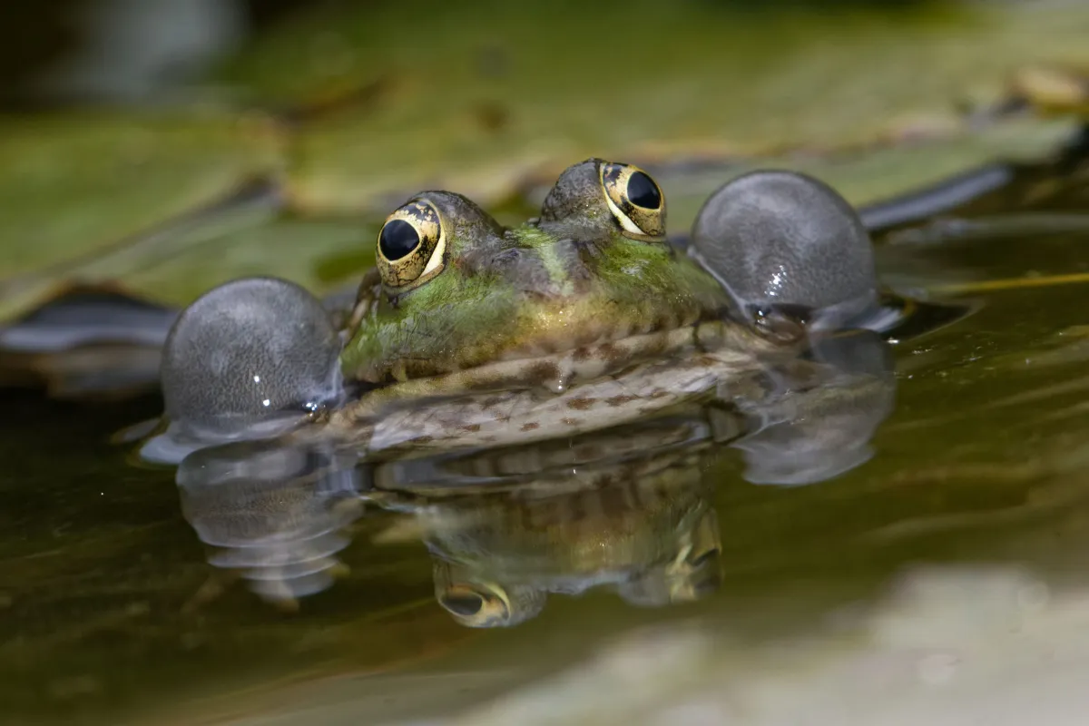 Grenouille, crapaud ou batracien à fleur d’eau — photographie d’Yvon JACQUES