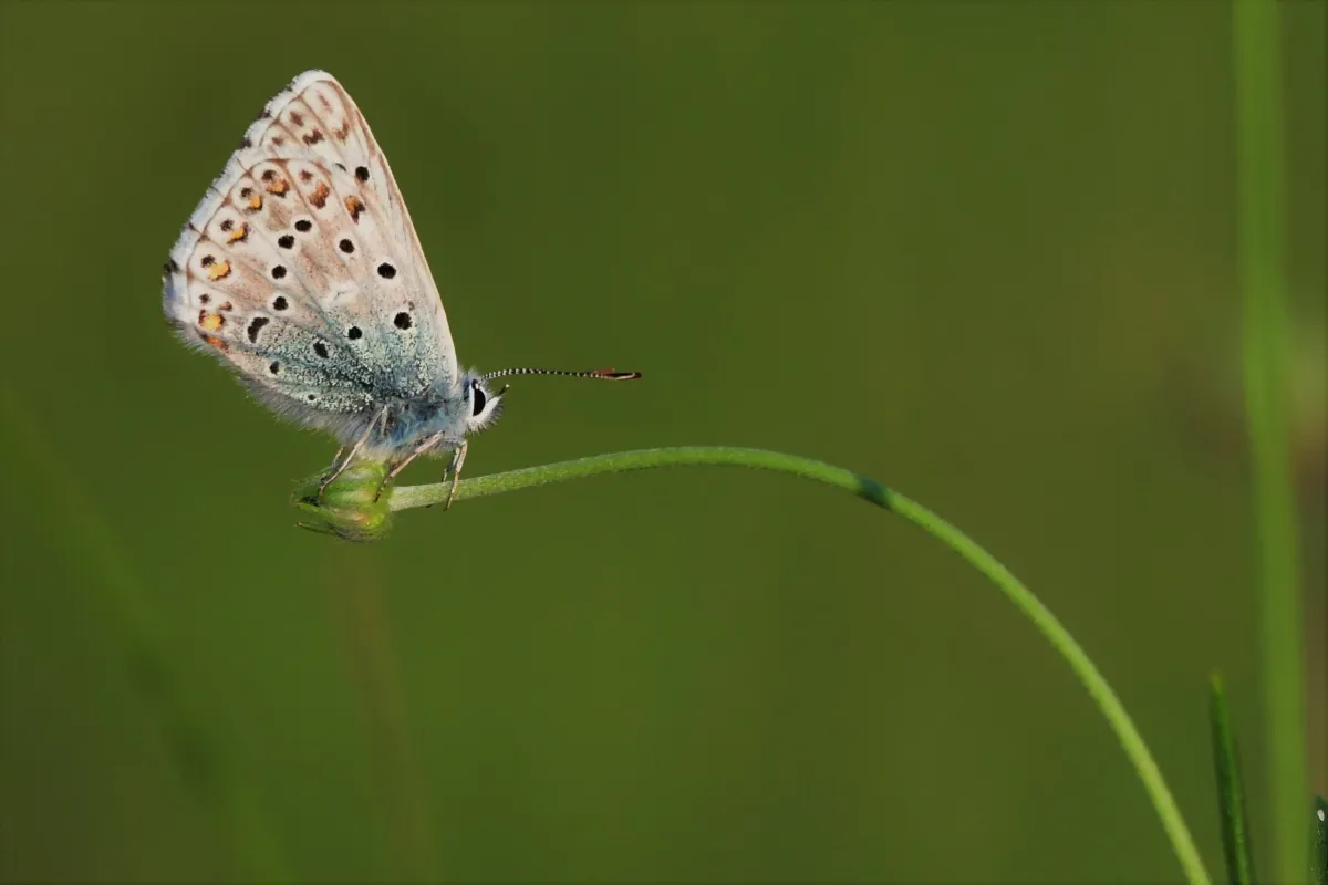 Papillon sauvage posé sur la végétation — photographie d’Yvon JACQUES
