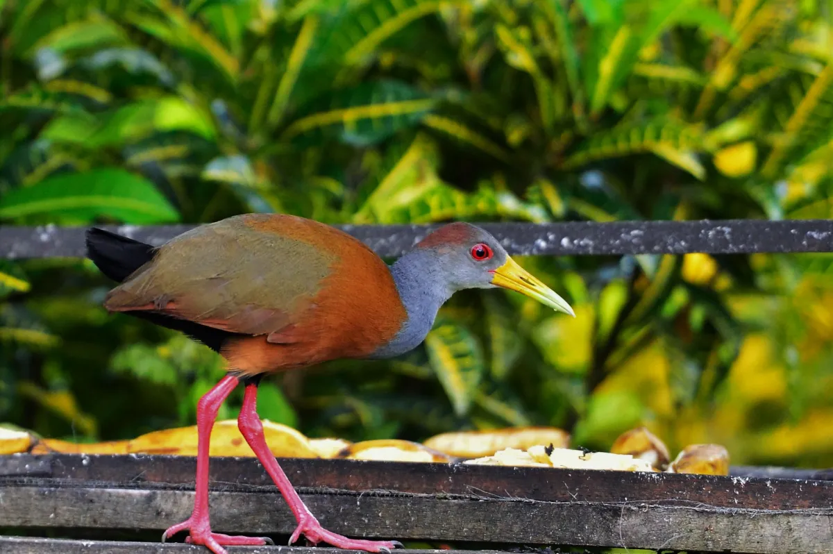 Oiseau sauvage dans son milieu naturel — photographie d’Yvon JACQUES
