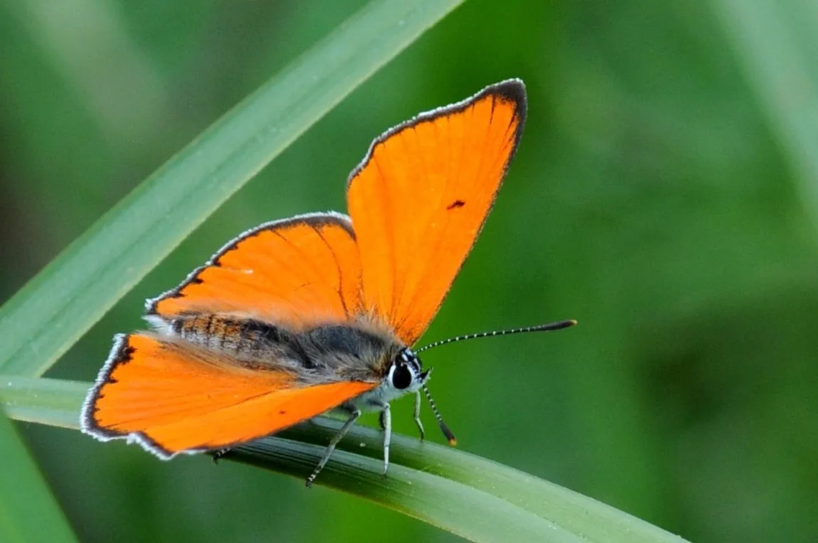 Papillon sauvage posé sur la végétation — photographie d’Yvon JACQUES