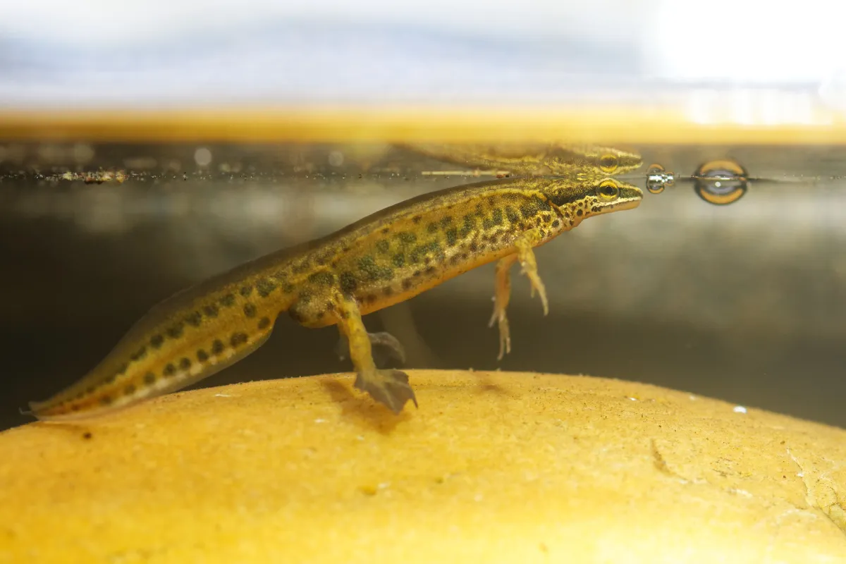 Triton dans une mare ou une zone humide — photographie d’Yvon JACQUES