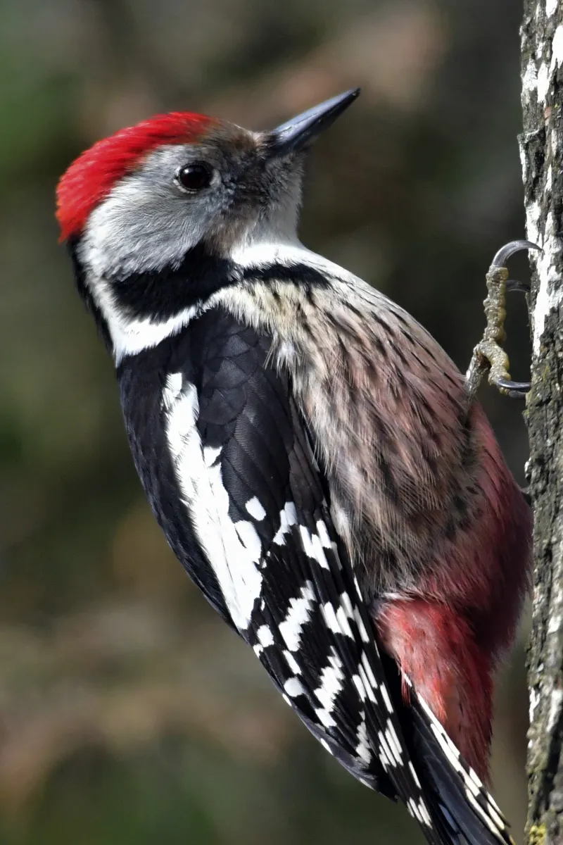 Oiseau sauvage dans son milieu naturel — photographie d’Yvon JACQUES