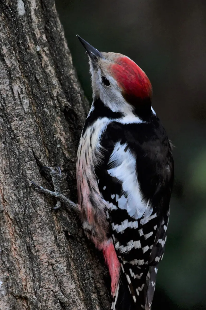 Pic photographié sur un arbre — photographie d’Yvon JACQUES
