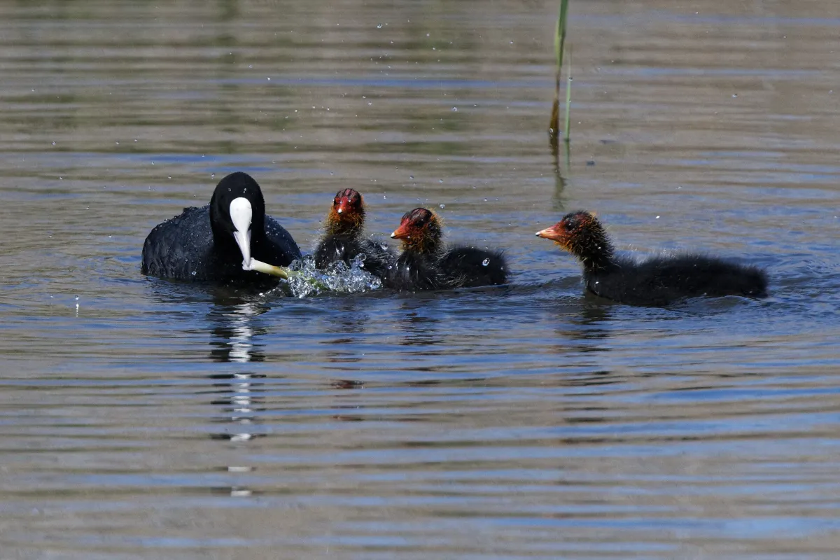 Oiseau sauvage dans son milieu naturel — photographie d’Yvon JACQUES