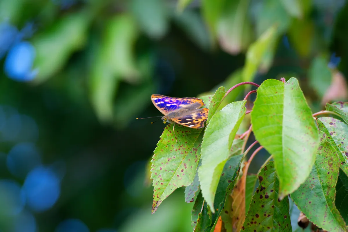 Papillon sauvage posé sur la végétation — photographie d’Yvon JACQUES