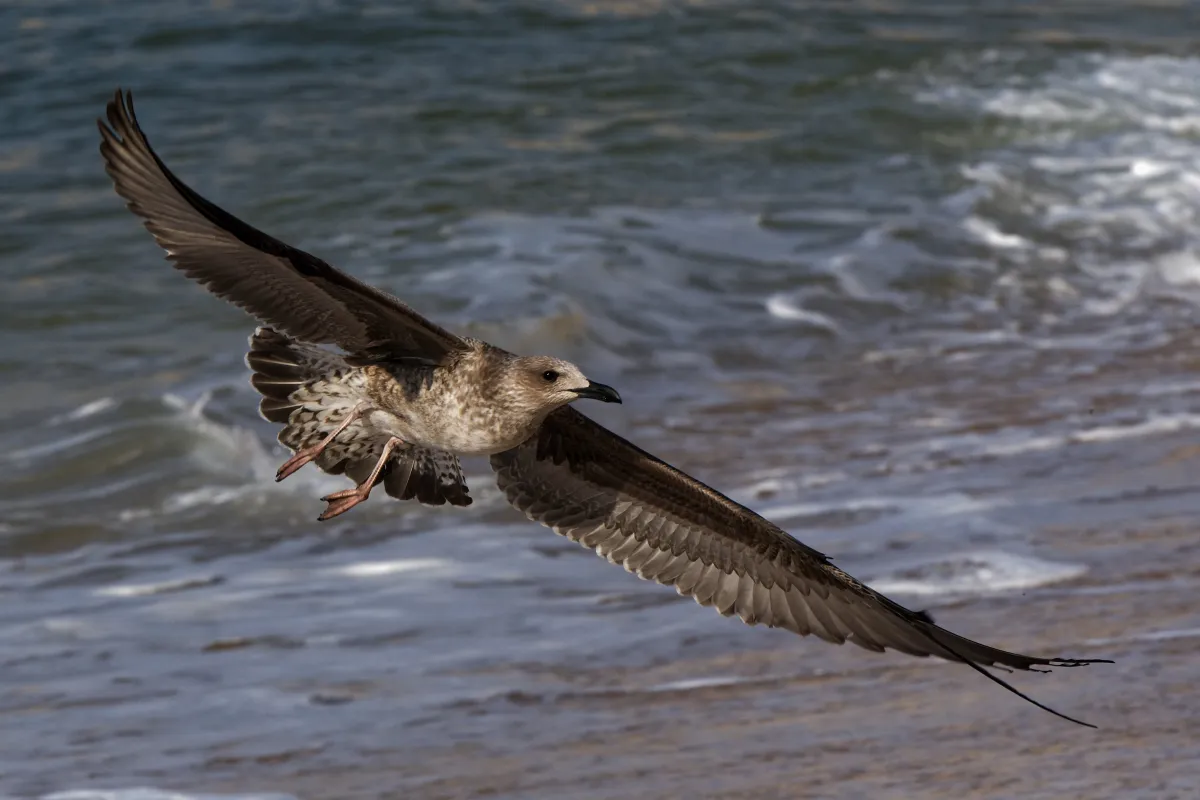 Oiseau sauvage dans son milieu naturel — photographie d’Yvon JACQUES