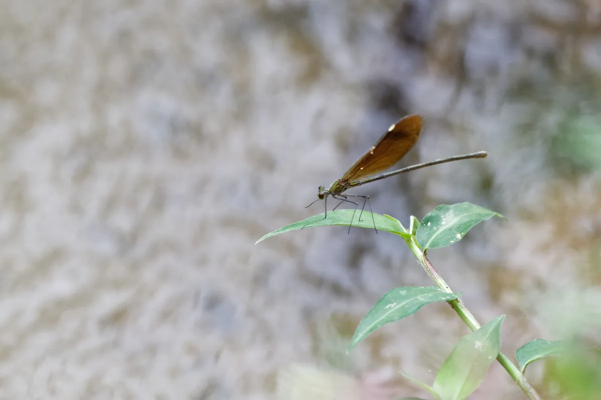 Libellule du Vietnam dans un milieu tropical — photographie d’Yvon JACQUES