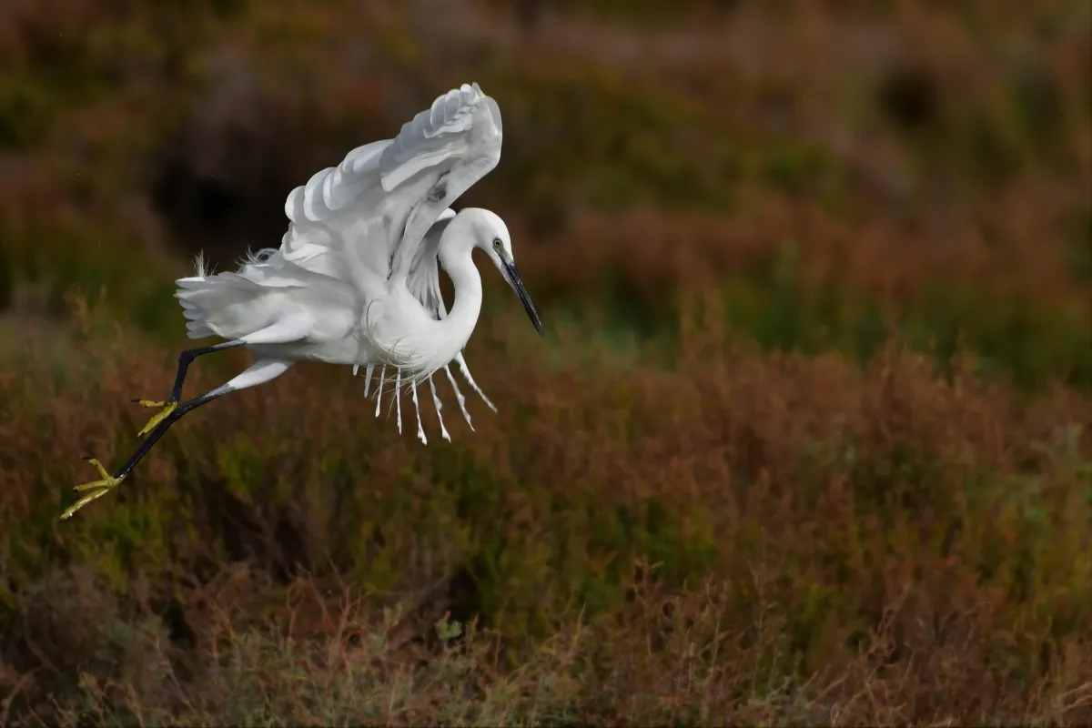 Oiseau sauvage dans son milieu naturel — photographie d’Yvon JACQUES