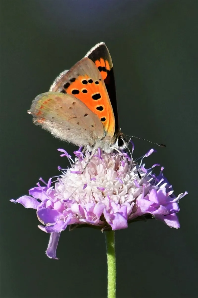 Papillon sauvage posé sur la végétation — photographie d’Yvon JACQUES