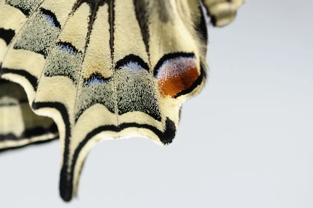 Naissance et métamorphose d’un papillon machaon — photographie d’Yvon JACQUES