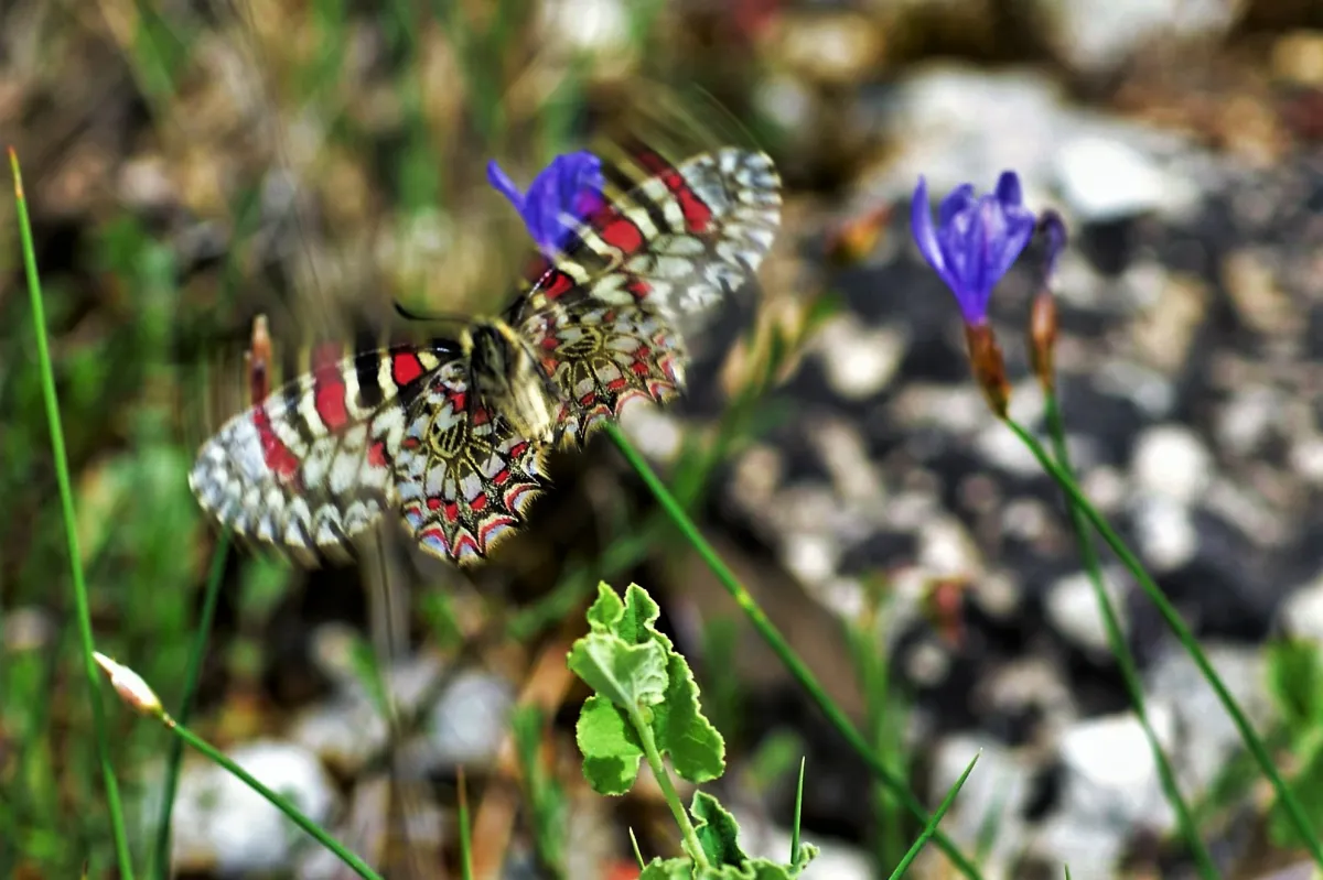 Papillon sauvage posé sur la végétation — photographie d’Yvon JACQUES
