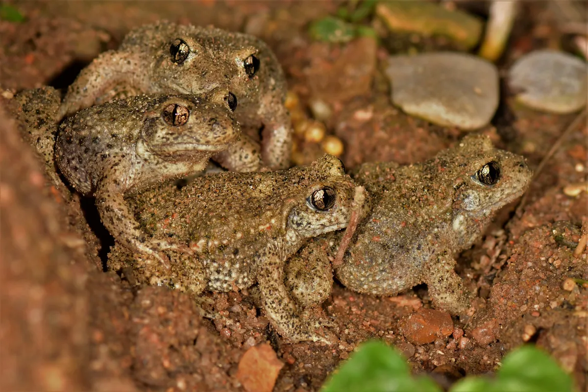 Grenouille, crapaud ou batracien à fleur d’eau — photographie d’Yvon JACQUES