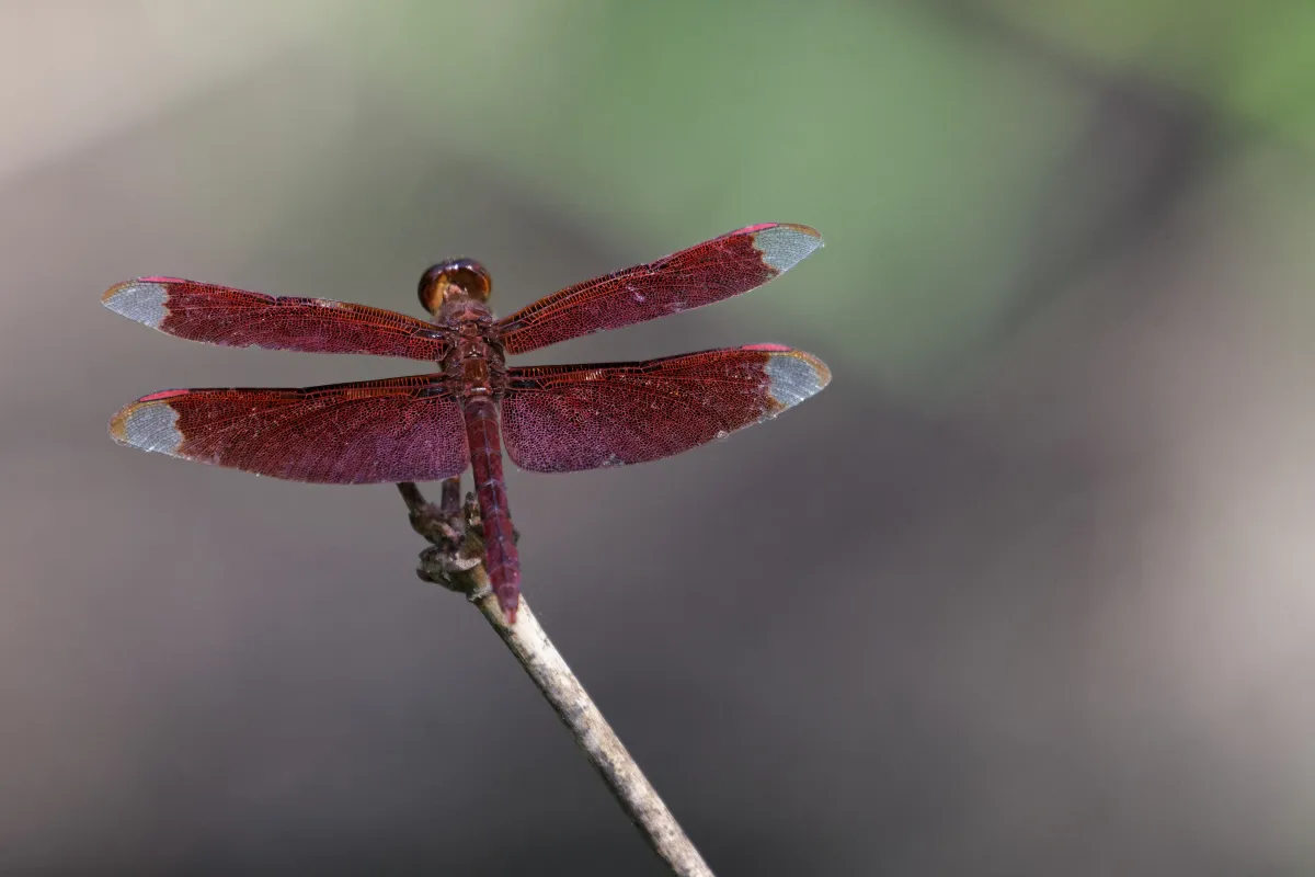 Libellule du Vietnam dans un milieu tropical — photographie d’Yvon JACQUES