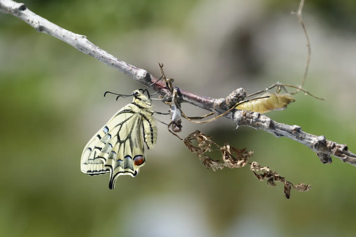 Naissance et métamorphose d’un papillon machaon — photographie d’Yvon JACQUES