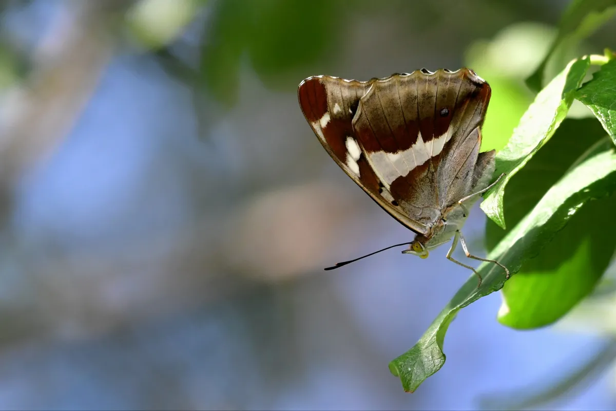 Papillon sauvage posé sur la végétation — photographie d’Yvon JACQUES