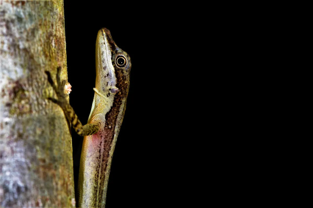 Lézard sauvage dans son habitat — photographie d’Yvon JACQUES