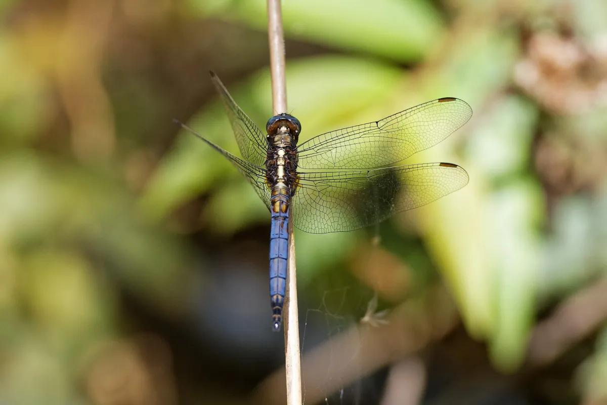 Libellule du Vietnam dans un milieu tropical — photographie d’Yvon JACQUES