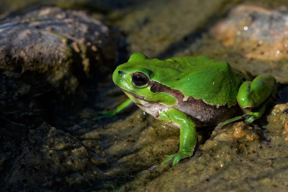 Grenouille, crapaud ou batracien à fleur d’eau — photographie d’Yvon JACQUES