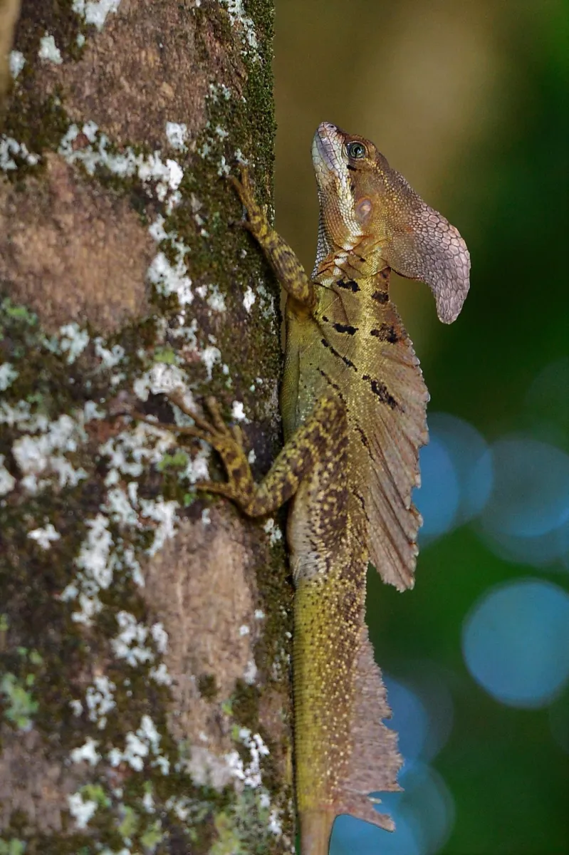 Lézard sauvage dans son habitat — photographie d’Yvon JACQUES