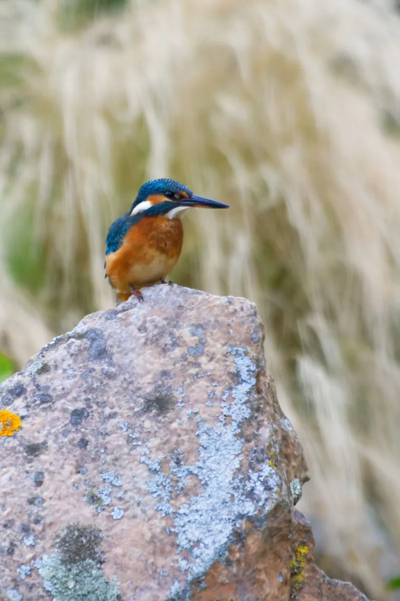 Oiseau sauvage dans son milieu naturel — photographie d’Yvon JACQUES