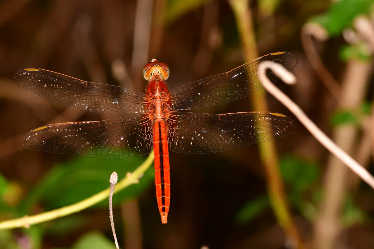 Libellule du Vietnam dans un milieu tropical — photographie d’Yvon JACQUES