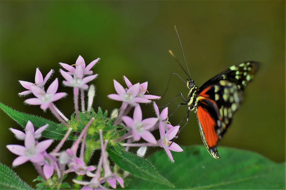 Papillon sauvage posé sur la végétation — photographie d’Yvon JACQUES
