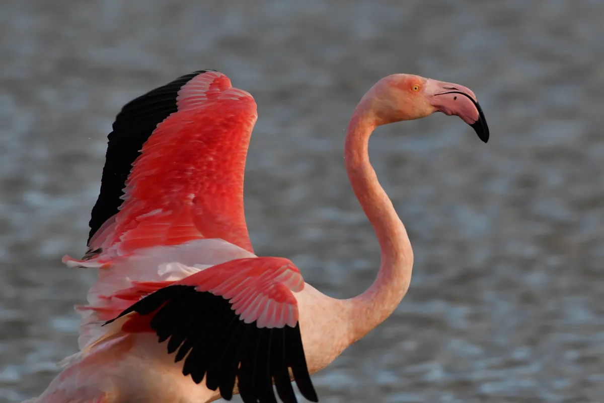 Flamant rose dans la lumière de Camargue — photographie d’Yvon JACQUES
