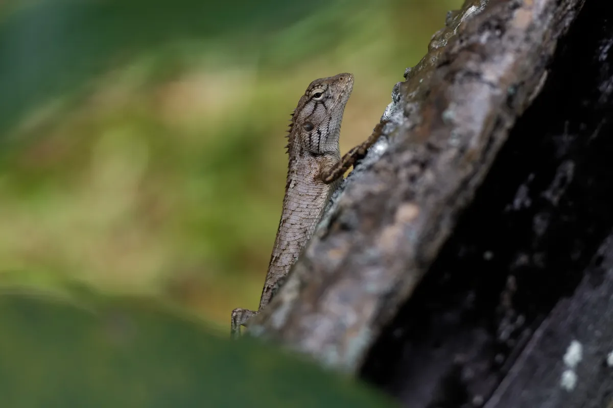 Lézard sauvage dans son habitat — photographie d’Yvon JACQUES