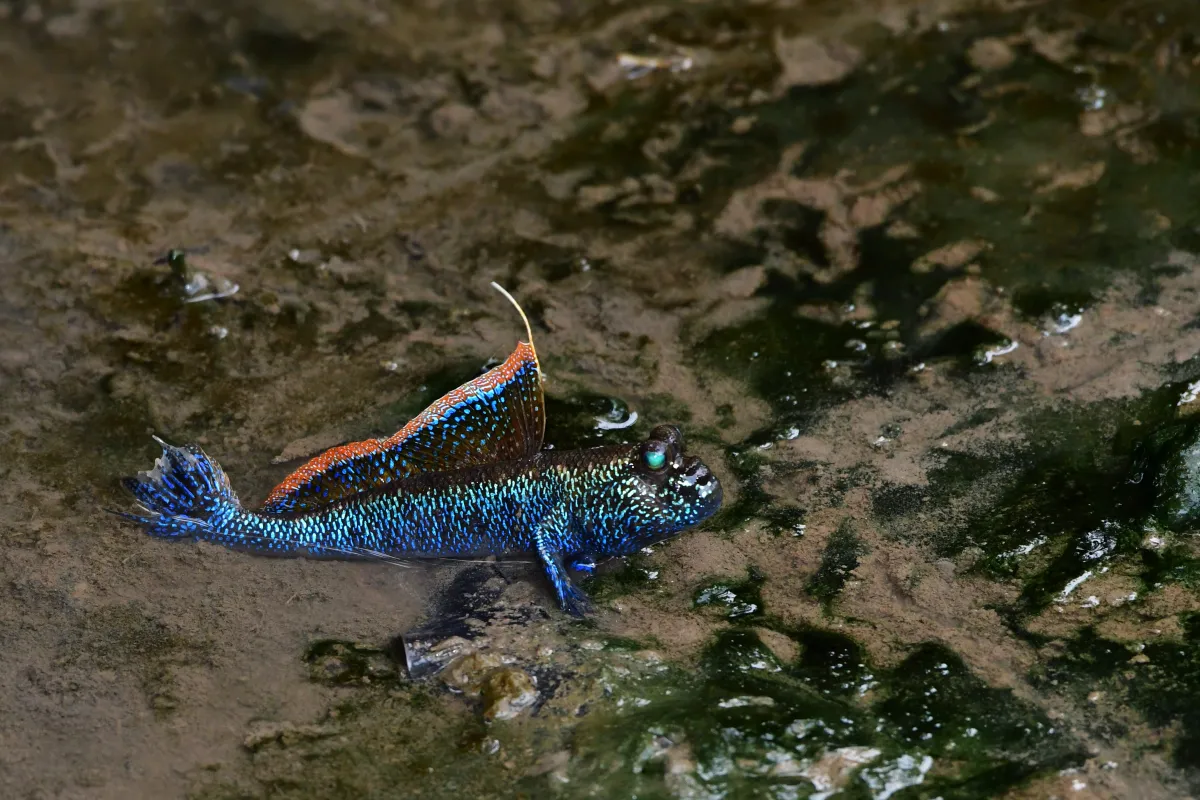 Périophtalme entre terre et eau — photographie d’Yvon JACQUES