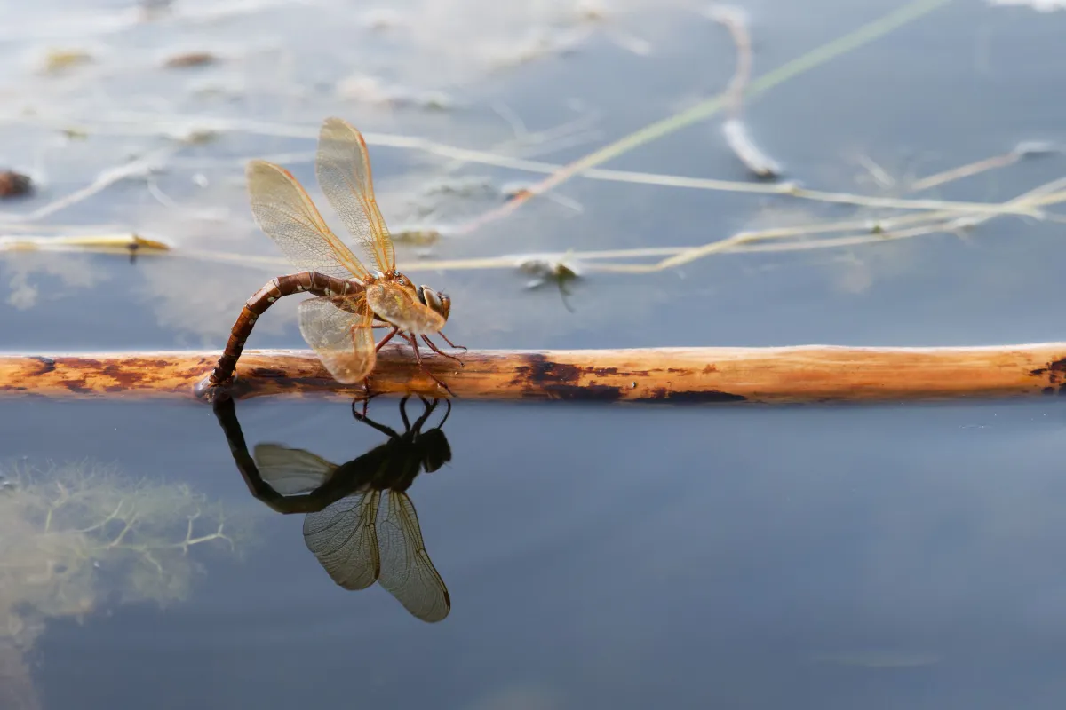 Libellule en vol, en ponte ou au repos — photographie d’Yvon JACQUES