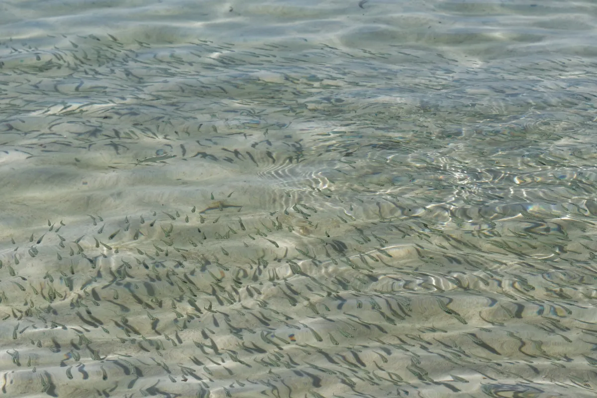 Poisson photographié sous la surface — photographie d’Yvon JACQUES