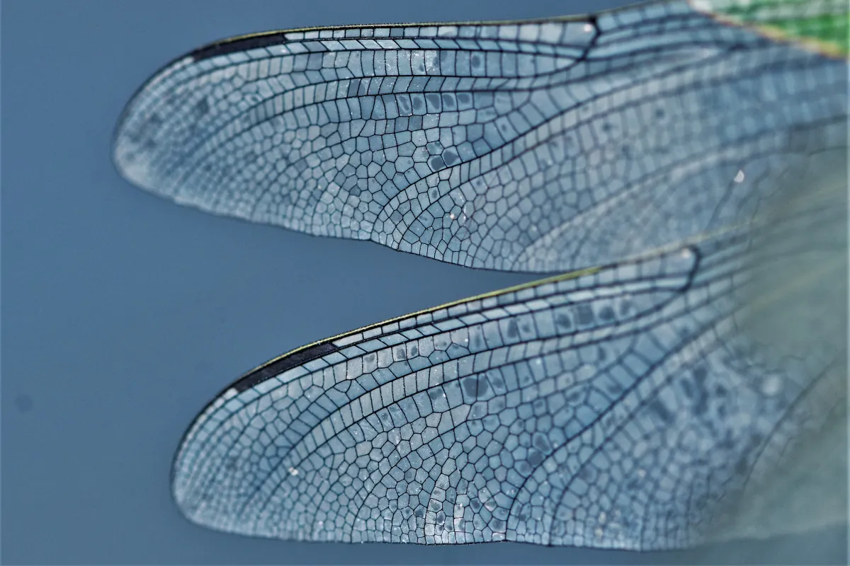 Photographie animalière artistique en high-key — photographie d’Yvon JACQUES