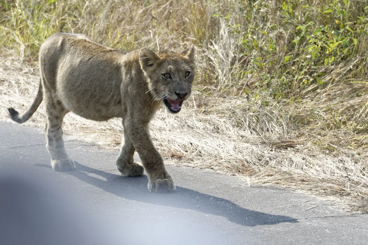 Faune, paysage ou rencontre en Afrique du Sud — photographie d’Yvon JACQUES