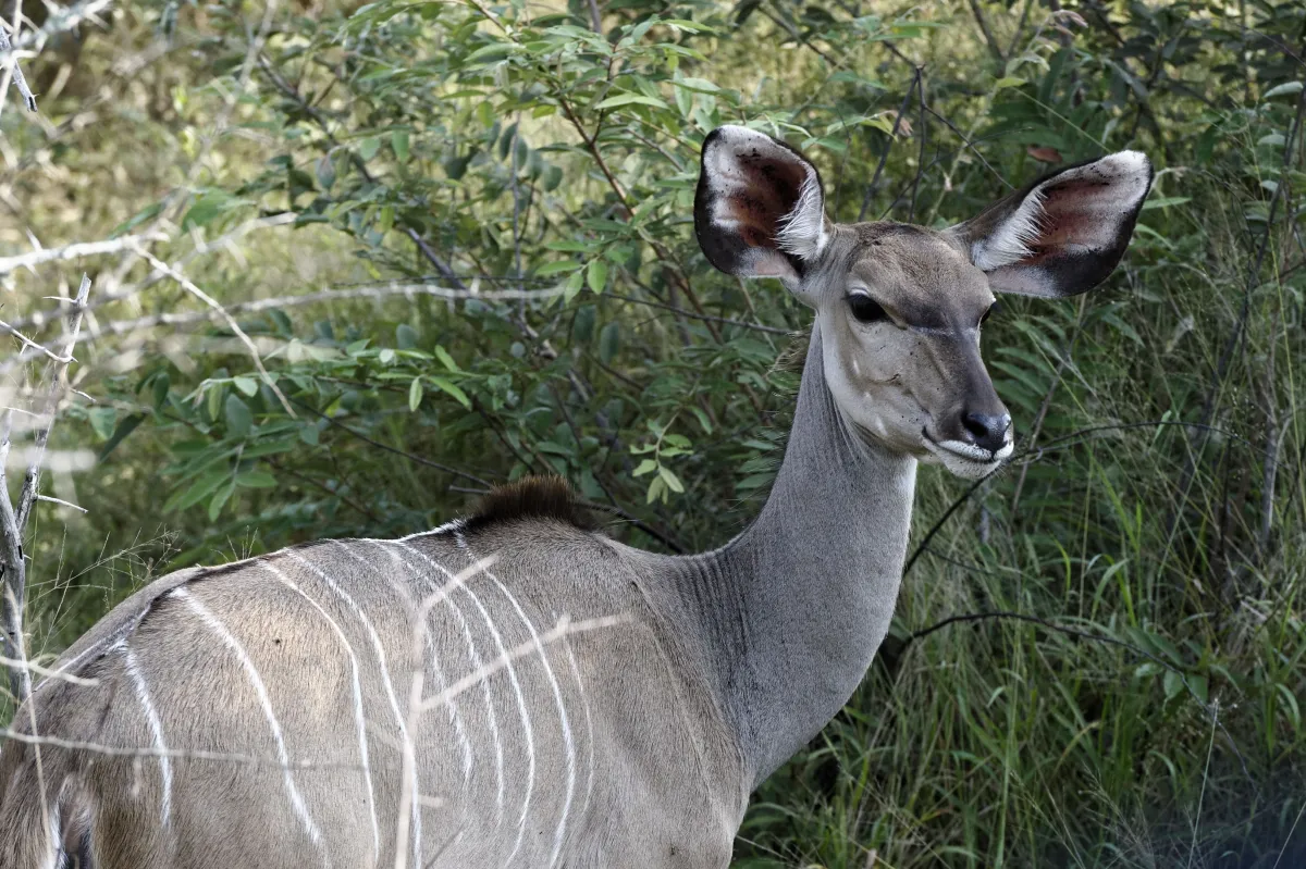 Faune, paysage ou rencontre en Afrique du Sud — photographie d’Yvon JACQUES