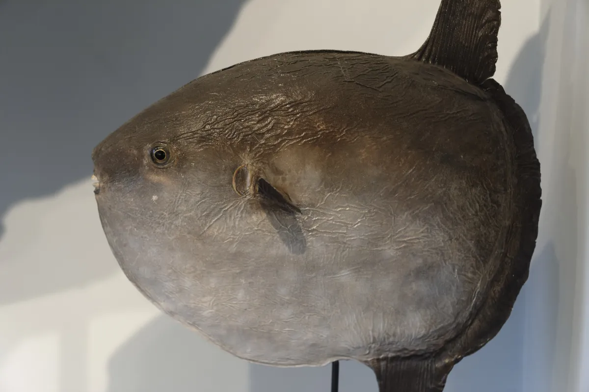 Poisson photographié sous la surface — photographie d’Yvon JACQUES