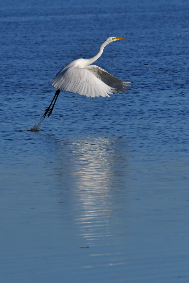 Oiseau sauvage au bec remarquable — photographie d’Yvon JACQUES