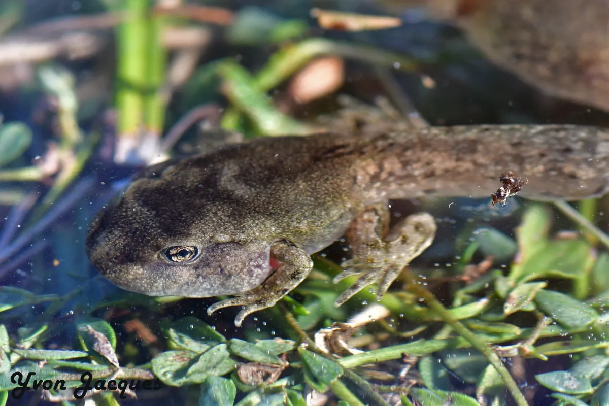Grenouille, crapaud ou batracien à fleur d’eau — photographie d’Yvon JACQUES