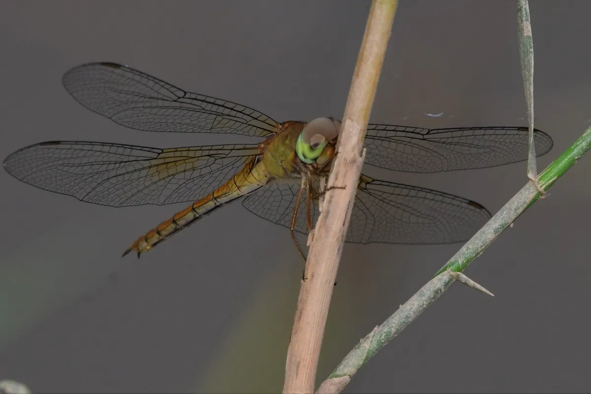 Libellule du Vietnam dans un milieu tropical — photographie d’Yvon JACQUES