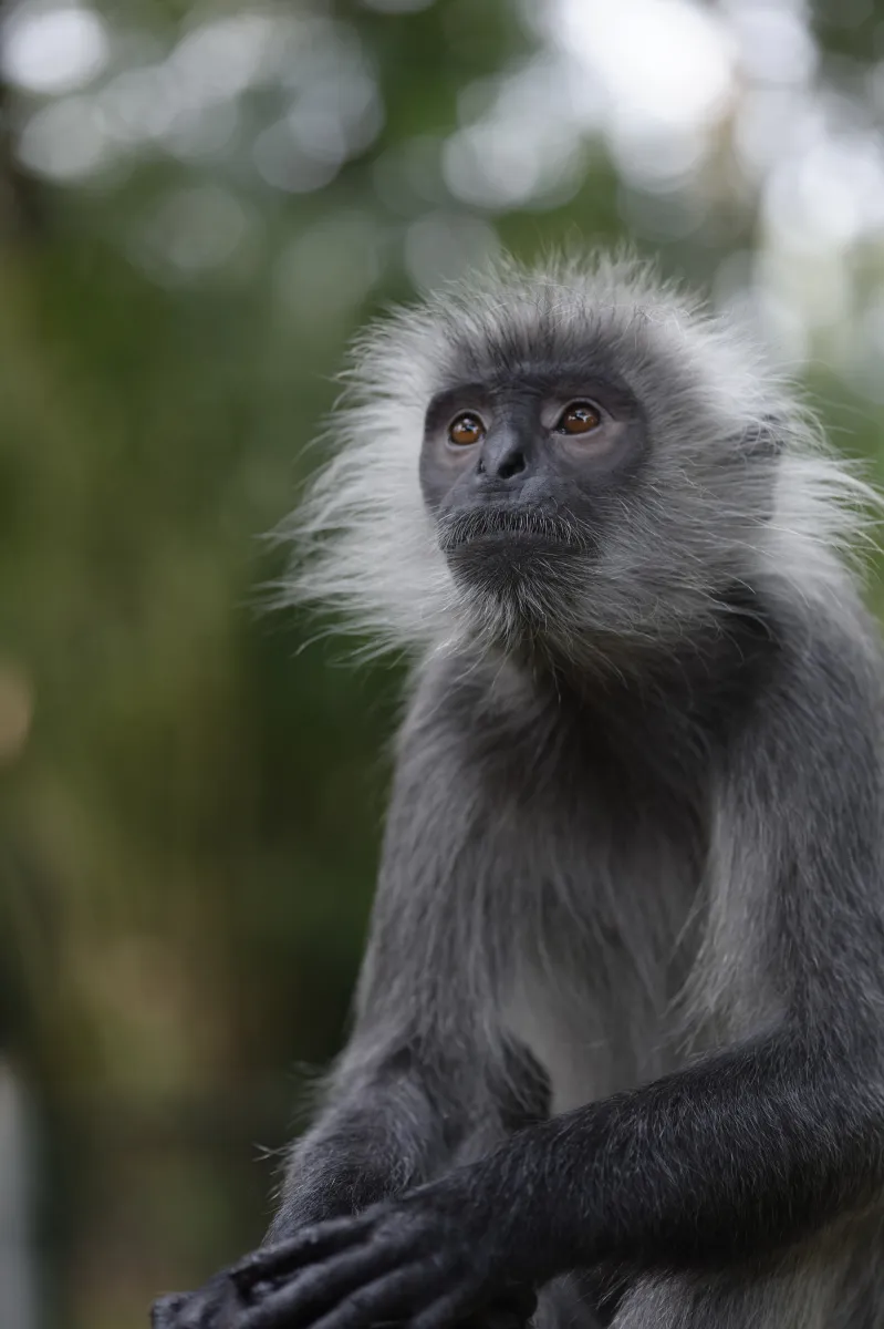Singe observé dans son environnement — photographie d’Yvon JACQUES